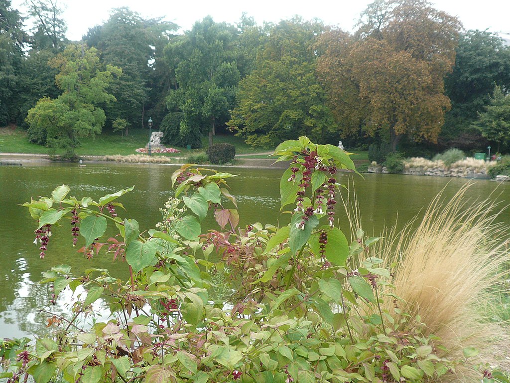 Flore et lac au parc Montsouris.