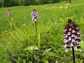 Vstavač nachový (Orchis purpurea)