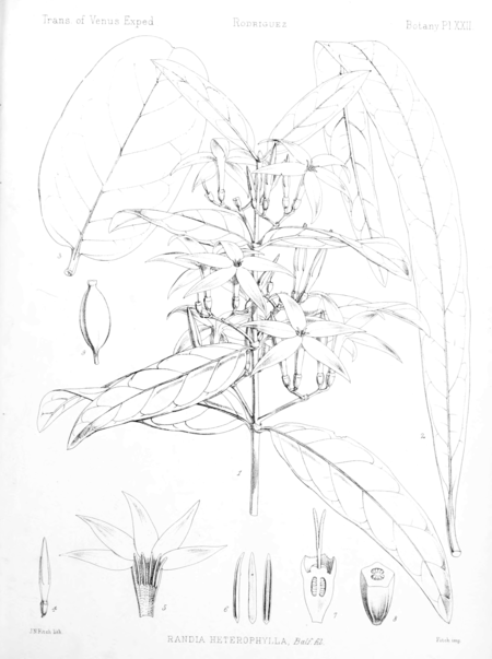 Ramosmania heterophylla