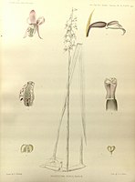 plate 140 Pachystoma pubescens