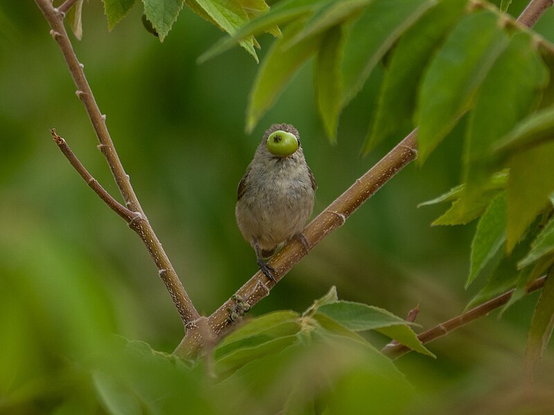 File:Pale-billed Flowerpecker (21062303275).jpg