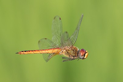 Pantala flavescens (globe skimmer) in flight, side view