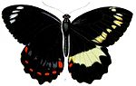 Thumbnail for Papilio erskinei