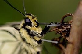 Papilio machaon 04.JPG