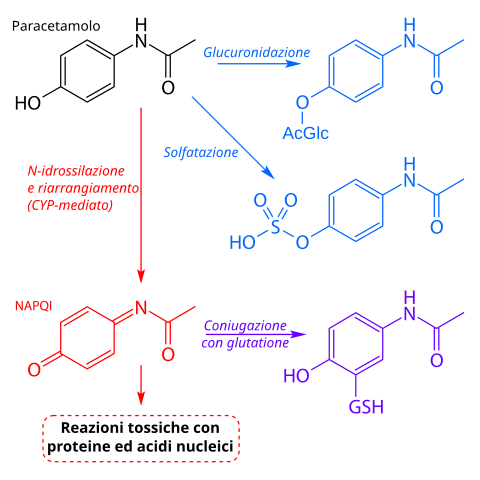 acetaminophen and alcohol metabolism