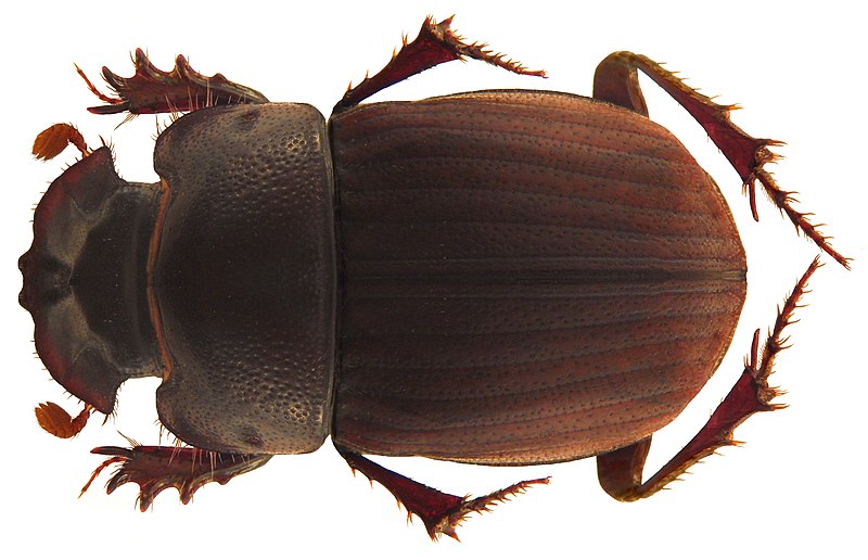 File:Paracopris punctulatus Wiedemann, 1823 male (4989350039).jpg