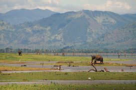 Elephas maximus dans le parc national de Uda Walawe au Sri Lanka