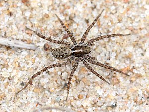 Lean grass barrel wolf (Pardosa monticola), female