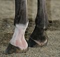Thumbnail for Ergot (horse anatomy)