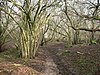 Path through Freeholders Wood - geograph.org.uk - 698033.jpg