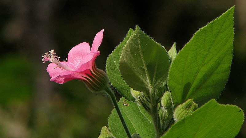 File:Pavonia malacophylla.jpg