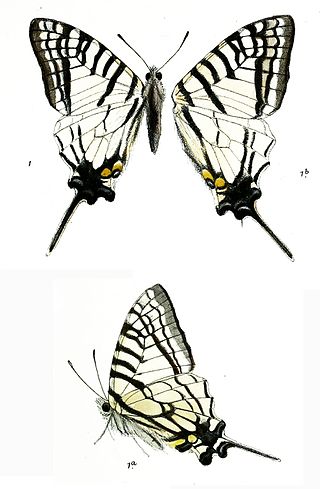 <i>Graphium glycerion</i> Species of butterfly