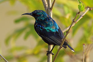 <span class="mw-page-title-main">Pemba sunbird</span> Species of bird