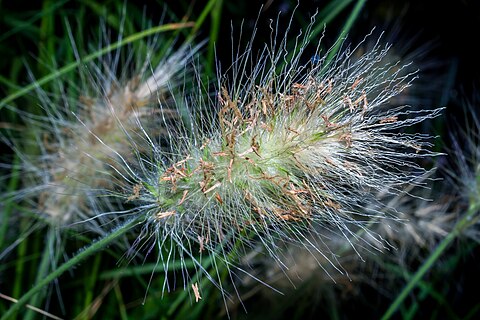 Pennisetum Villosum at Tatton Park Flower Show 2009