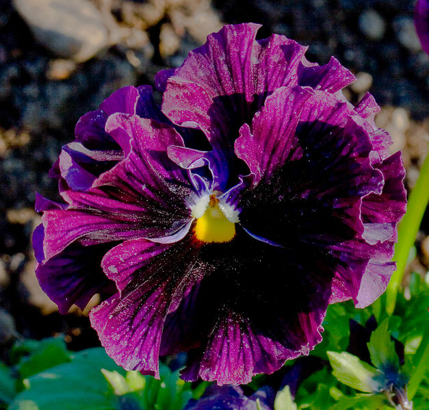 File:Pensamientos (Viola wittrockiana), Nymphenburg, Múnich, Alemania3.JPG