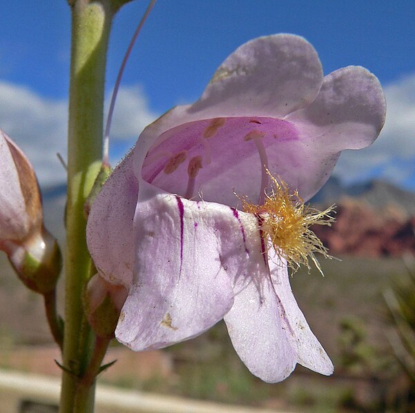 File:Penstemon palmeri 7.jpg