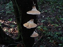 Perenniporia chroleuca PerenniporiaOchroleuca 01.jpg