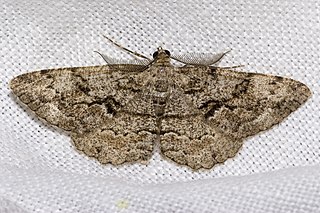 <i>Peribatodes secundaria</i> Species of moth