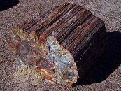 PetrifiedWood.jpg