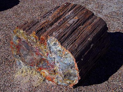 Petrified wood in Petrified Forest National Park, Arizona