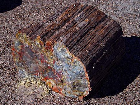 ไฟล์:PetrifiedWood.jpg