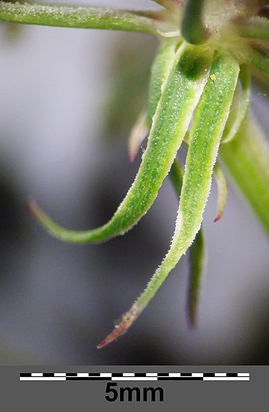 File:Peucedanum palustre sl43.jpg