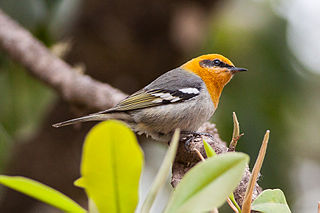 Olive warbler species of bird