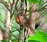 Phacellodomus ferrugineigula -Reserva Guainumbi, Sao Luis do Paraitinga, Sao Paulo, Brasil-8.jpg