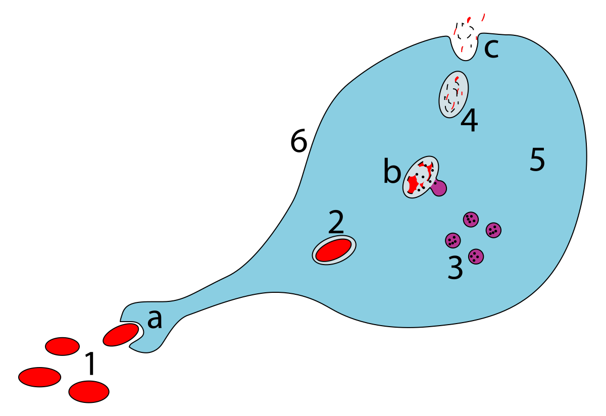 Фагоцитоз фагосома. Фагоцитоз Макрофаг рисунок. Лизосомы макрофагов. Образование фаголизосомы.