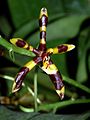 Phalaenopsis mannii dark form