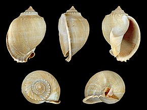 Descrierea imaginii Phalium_glaucum_01.JPG.