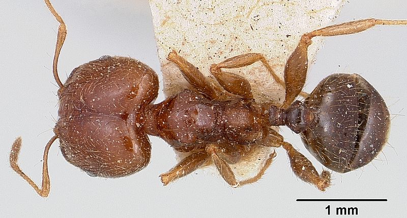 File:Pheidole punctulata spinosa casent0101330 dorsal 1.jpg