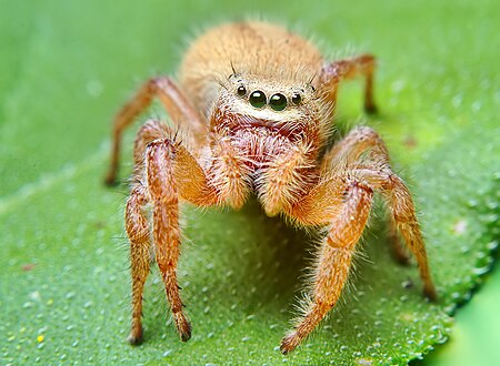 Tập_tin:Phidippus_pius.jpg