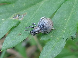 <i>Philopedon plagiatum</i> Species of beetle