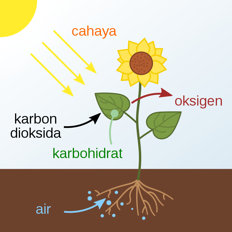 Organ yang berperan sebagai tempat terjadinya proses fotosintesis adalah