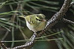 Miniatura para Phylloscopus claudiae