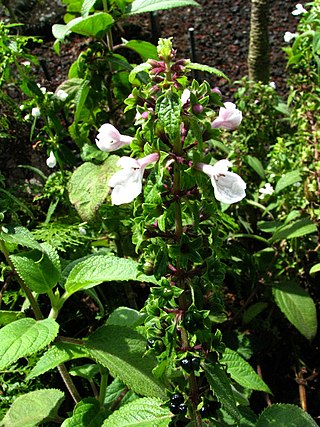 <i>Phyllostegia renovans</i> Species of flowering plant