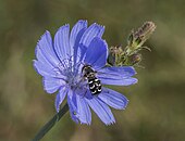 Pied hoverfly on flower Pied hoverfly (Scaeva pyrastri) on chicory (Cichorium intybus).jpg