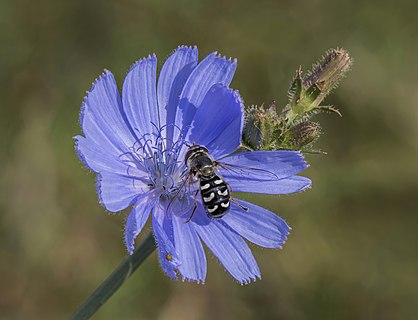 Pied hoverfly (Scaeva pyrastri) on chicory (Cichorium intybus)