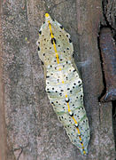 Pupa backside