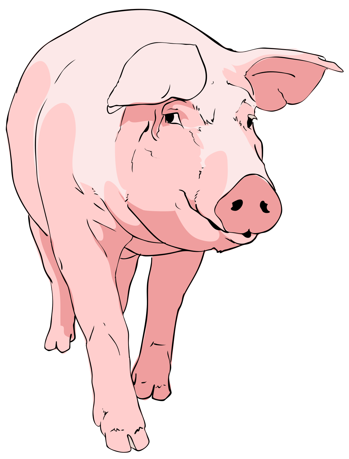 File:Pig clipart  - Wikipedia