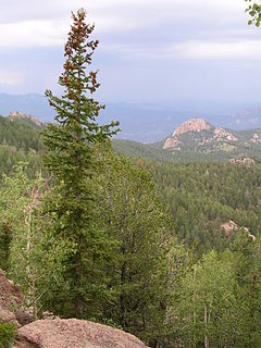 Pike National Forest Forest in Colorado, United States