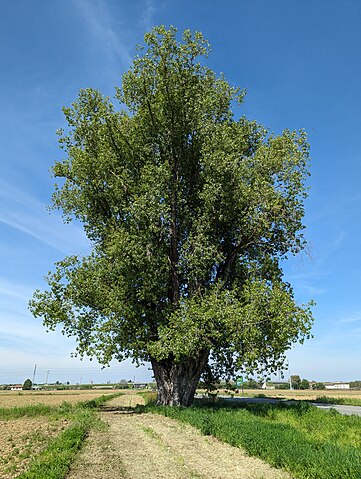 The Black Poplar of Tronzano Vercellese