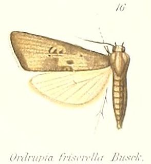 Copromorphidae Family of moths