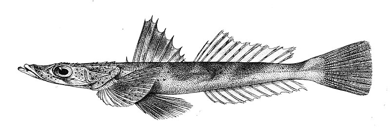 File:Platycephalus punctatus Ford 60.jpg