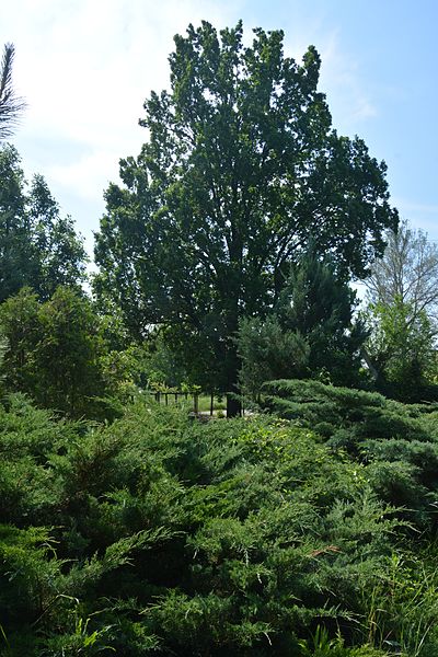 File:Plodove Novokahovka's Arboretum 17 (YDS 1102).jpg