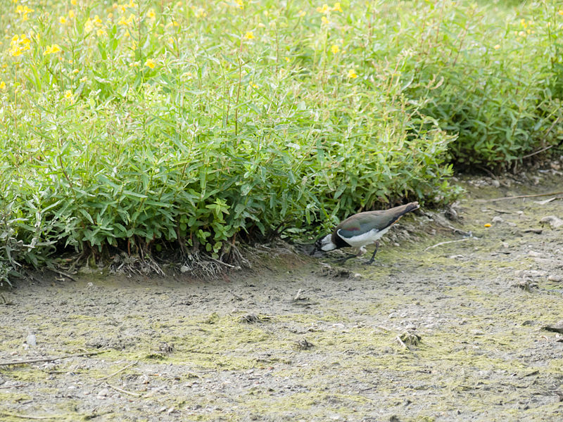 File:Plover (14379692974).jpg