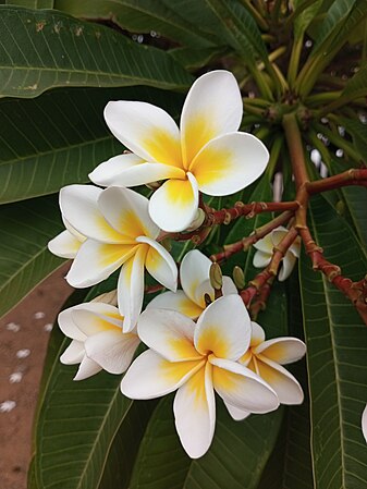 2nd :Plumeria Plant / by User:Abbie David