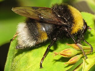 <i>Pocota personata</i> Species of fly