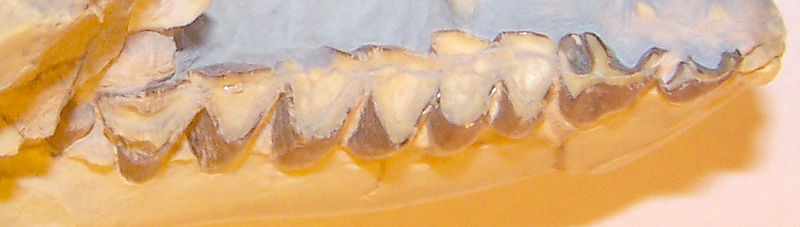 File:Poebrotherium-teeth-001.jpg